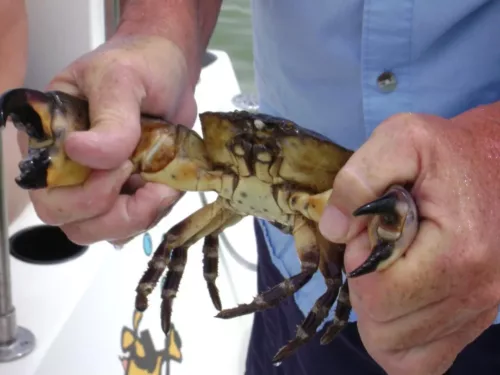 Man holding crab caught on snorkel trip in St. Joseph Bay
