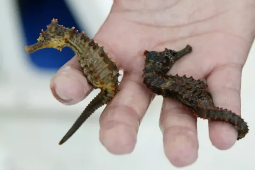 Person holding two sea horses found while Snorkeling near the tip of Cape San Blas
