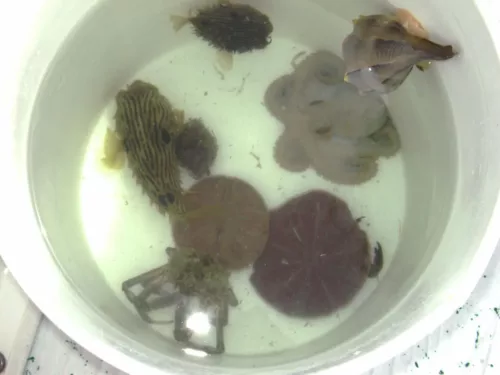 Collection of shells, pufferfish, and sand dollars in bucket