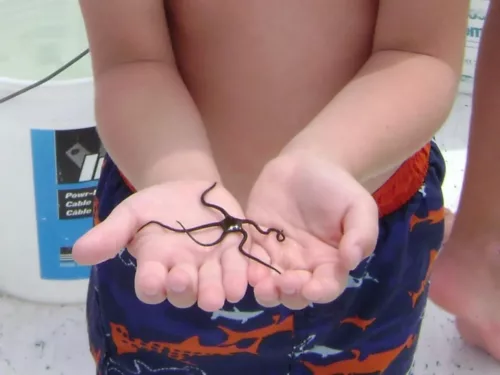 Child holding brittle star fish on boating trip in St. Joseph Bay