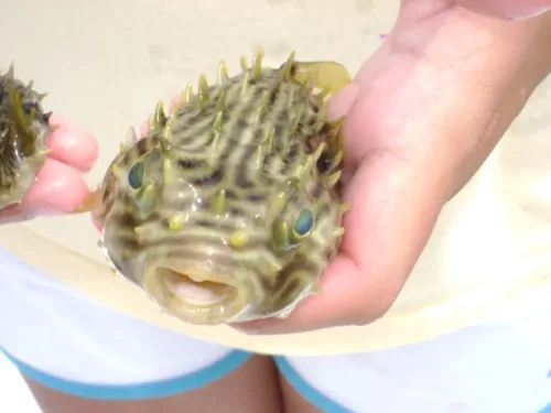 Child holding two puffer fish found while snorkeling in Gulf County Florida