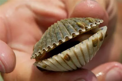 Someone holding scallop found during Scalloping season in Gulf County Florida