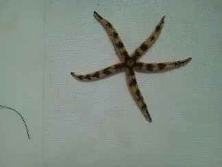 Starfish found while snorkeling near Port St. Joe Florida