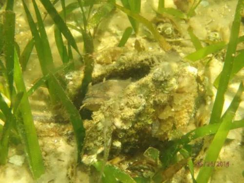 Toadfish hiding in Seagrass of St. Joseph Bay